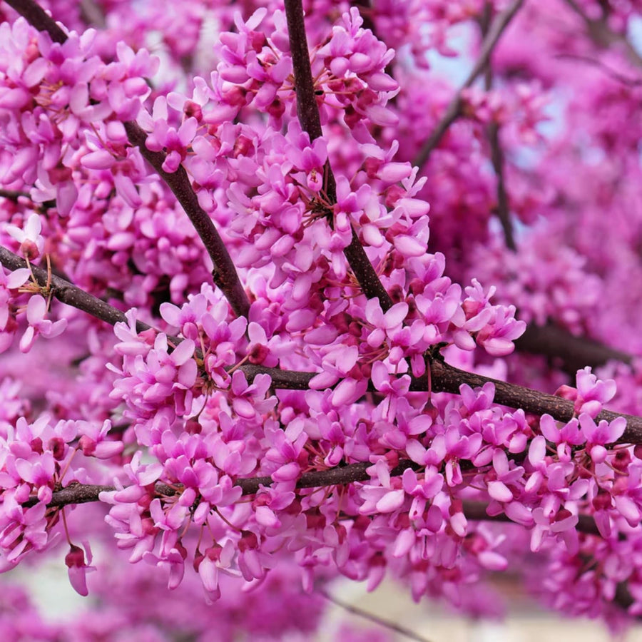 Set of 5 Eastern Redbud Seedlings, 1–2 Feet Tall Bareroot Redbud Trees for Outdoor Planting