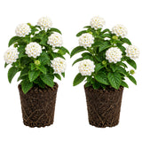 2 Lantana Plants Live, Perennial Live Flowering Lantana, Container Growing 4-9 Inch Tall - White