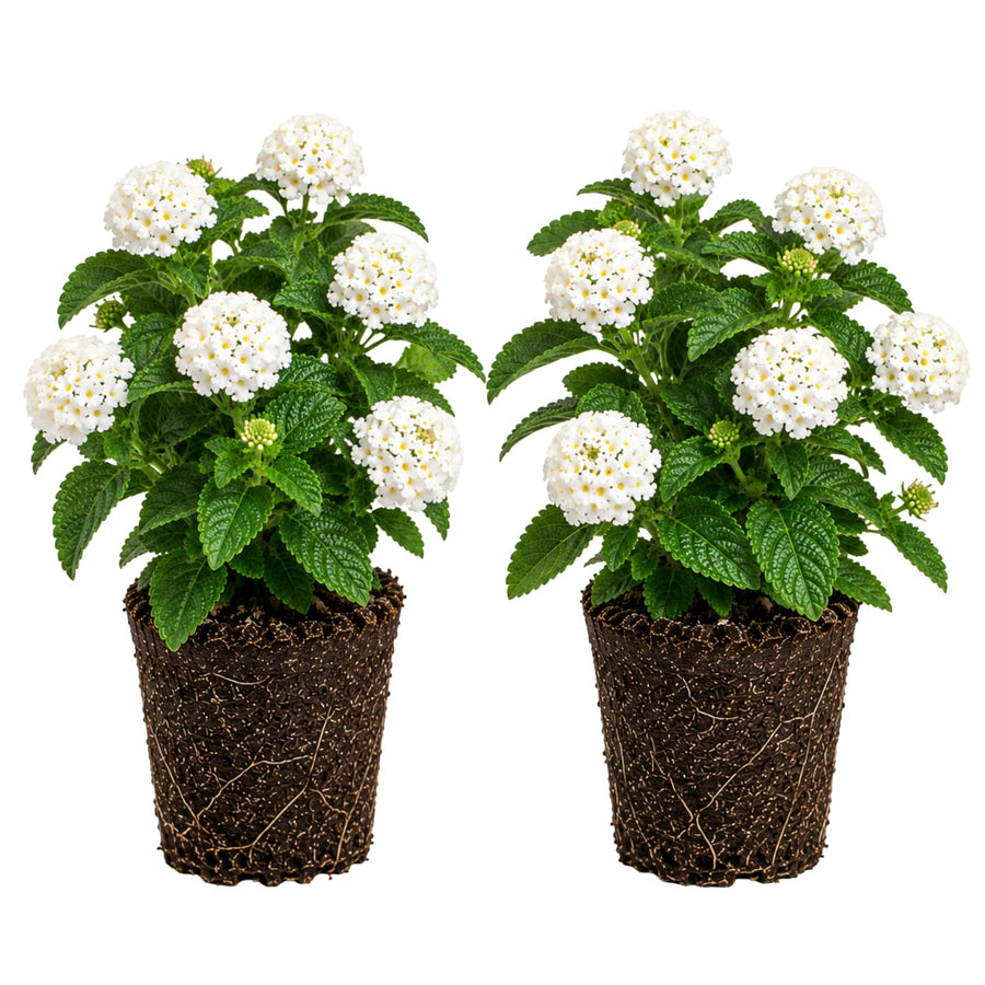 2 Lantana Plants Live, Perennial Live Flowering Lantana, Container Growing 4-9 Inch Tall - White