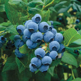 Blueberry Bushes Live Plant, Sweet Blueberry Fruit Tree 2-2.5 Ft Tall, Edible Fruit Bearing Tree for Container and Garden Growing
