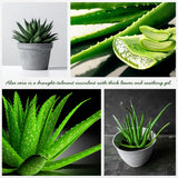 Aloe Vera Plant, Aloe Vera Small Live Plant, Succulent Houseplants 4 Inches Pot for Growing