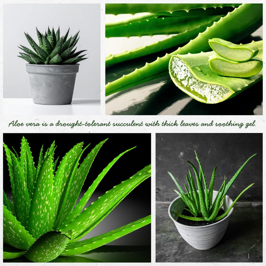 Aloe Vera Plant, Aloe Vera Small Live Plant, Succulent Houseplants 4 Inches Pot for Growing