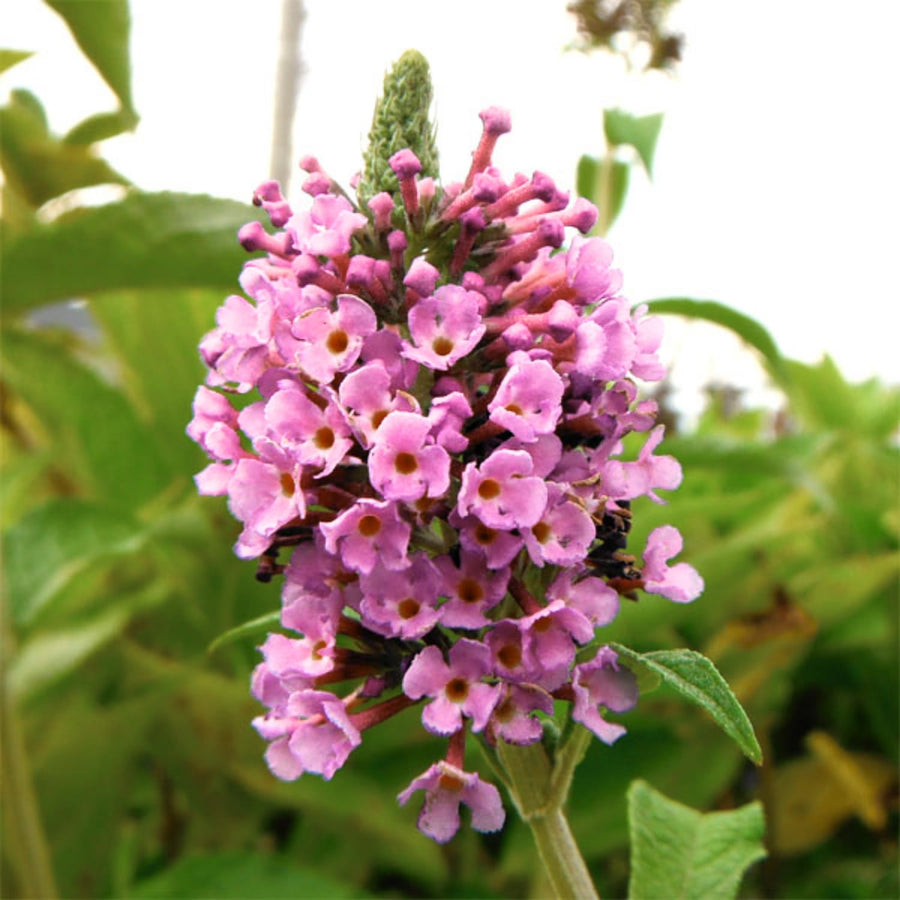 2 Pink Butterfly Bush Shrubs, Butterfly Bush Live Plants Trees Shrub for Planting Outdoor Indoor Garden
