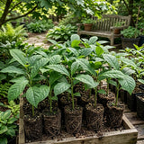 Set of 2 Paw Paw Tree, Pawpaw Tree Live Plant, Bare Roots from 4 to 6 Inches Height, Hardy Fruit Plants for Outdoor Gardening
