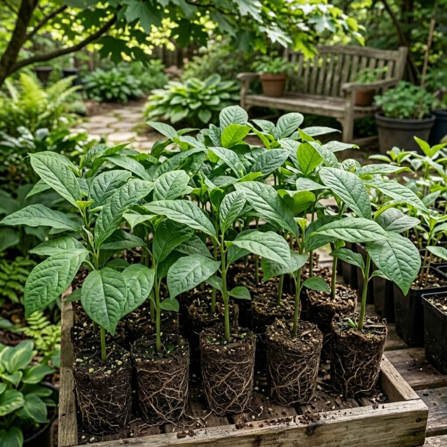 Set of 2 Paw Paw Tree, Pawpaw Tree Live Plant, Bare Roots from 4 to 6 Inches Height, Hardy Fruit Plants for Outdoor Gardening