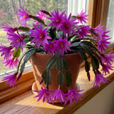 Purple Easter Cactus Plant Live, Vibrant Blooming Cactus, 6'' Tall in 4 Inches Pot, Holiday Cactus, Flowering Succulent for Indoor Outdoor Planting