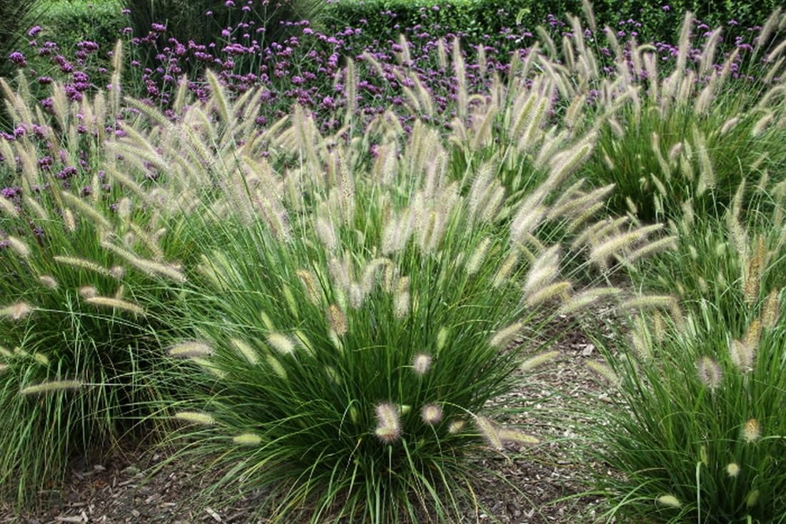 1 Hameln Dwarf Fountain Grass Plant Live for Planting, Dwarf Grass Perennial Garden 4 Inch Pot