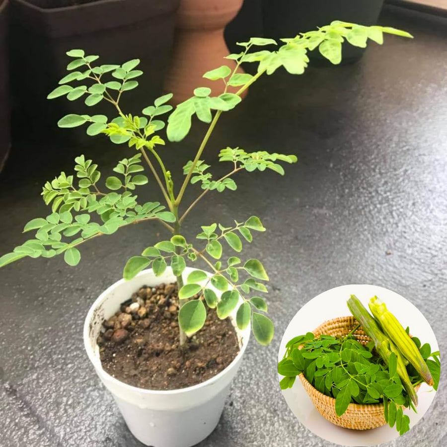 Moringa Tree Live Plant, Malunggay Moring Plant in 4" Pot, 7-10" Well-Rooted, Drumstick Horseradish Trees Live Plants for Planting, No CA
