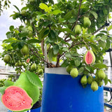 9-15" Pink Guava Plant Live Tree, Cold Hardy Live Guava Trees for Planting, Sweet Guava Tree Live Plant, No Pot