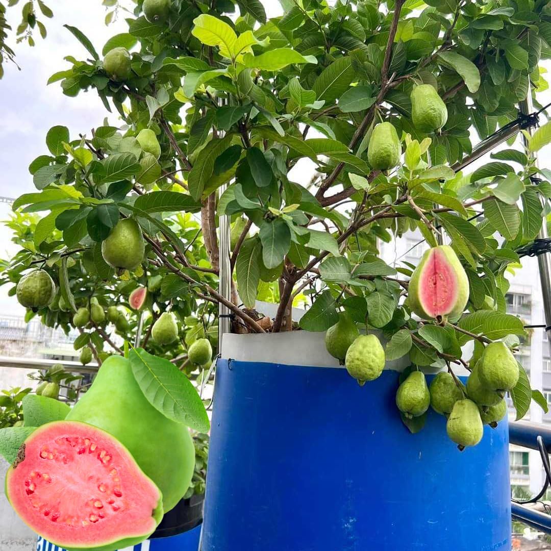 9-15" Pink Guava Plant Live Tree, Cold Hardy Live Guava Trees for Planting, Sweet Guava Tree Live Plant, No Pot