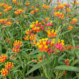 2 Red Butterfly Milkweed Plants Live, Live Milkweed Plants, Asclepias Tuberosa Plant for Gardening, 5 to 7 Inc Tall