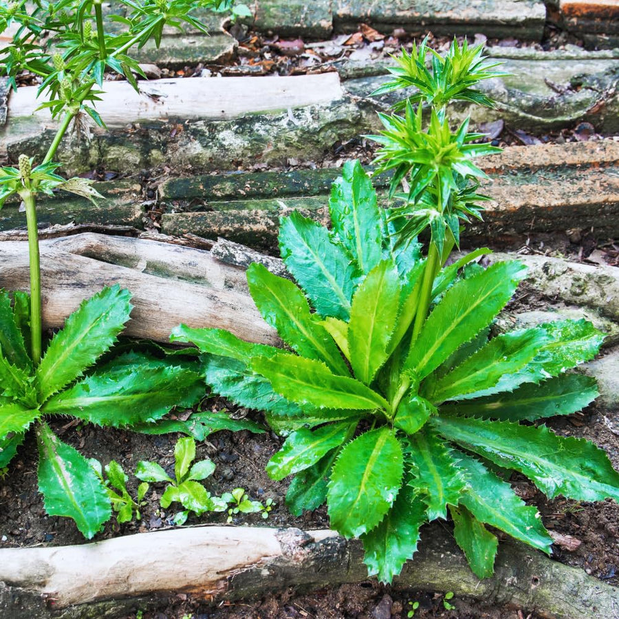 2 Culantro Plants Live, Culantro Live Plant, 5 to 7 Inches Tall, Vegetable Herb Plant for Growing
