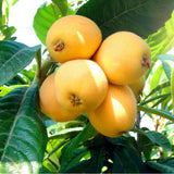 Loquat Tree Live Plant, Grafted Loquat Tree, 5 to 8'' in Height, Tropical Fruit Plant Garden