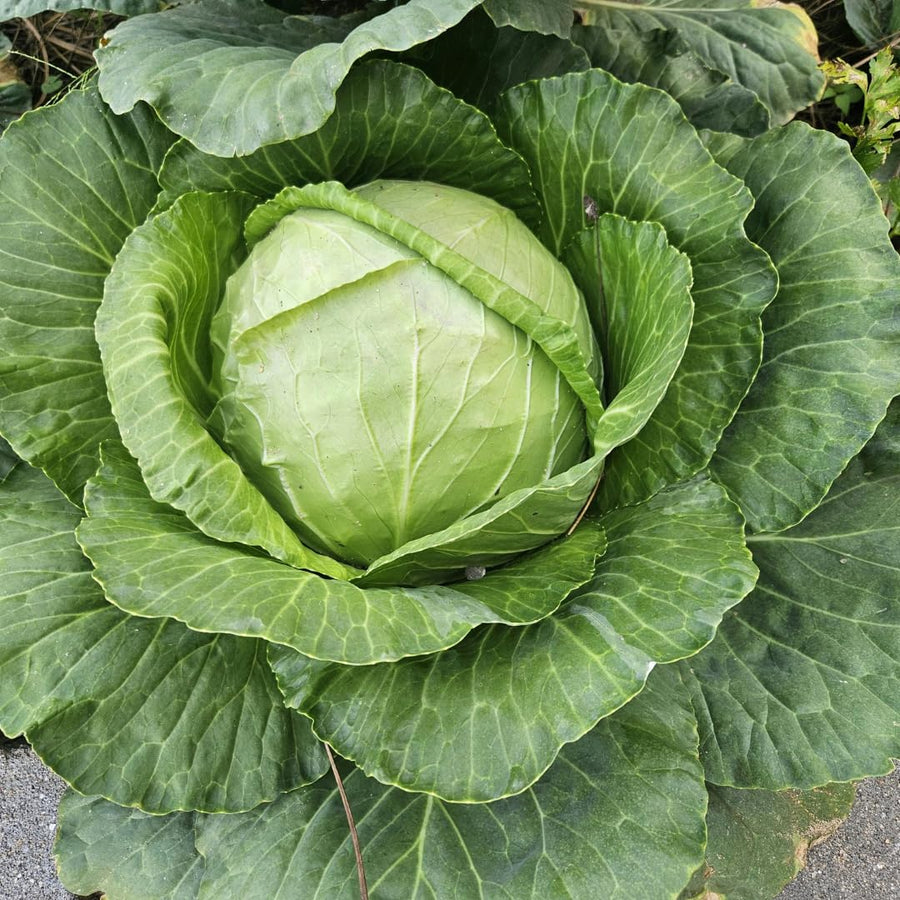 500 Cabbage Seeds, Head Cabbage Seeds, Green Vegetable for Planting, Ready ro Grow Containers and Outdoor Growing