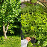 1 Dwarf Mulberry Plant Live for Growing Indoor Outdoor 6 to 10 Inch Tall, Everbearing Mulberry Tree, in 3.5 Inc Pot, Sweet Mulberry Fruit Plant