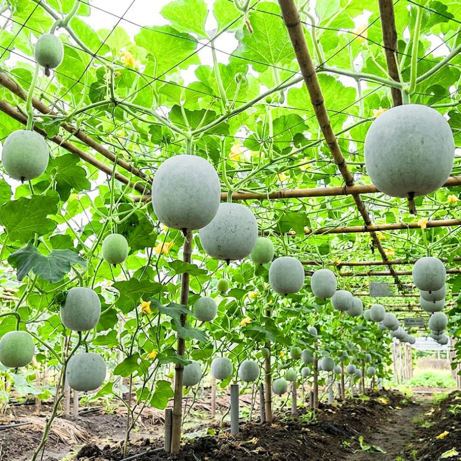 Round Ash Gourd Plant, Winter Melon Plants for Planting, 4 Inc Pot, 4-5 Inches Tall, Vegetable Plant Live for Home Garden, Ready to Grow