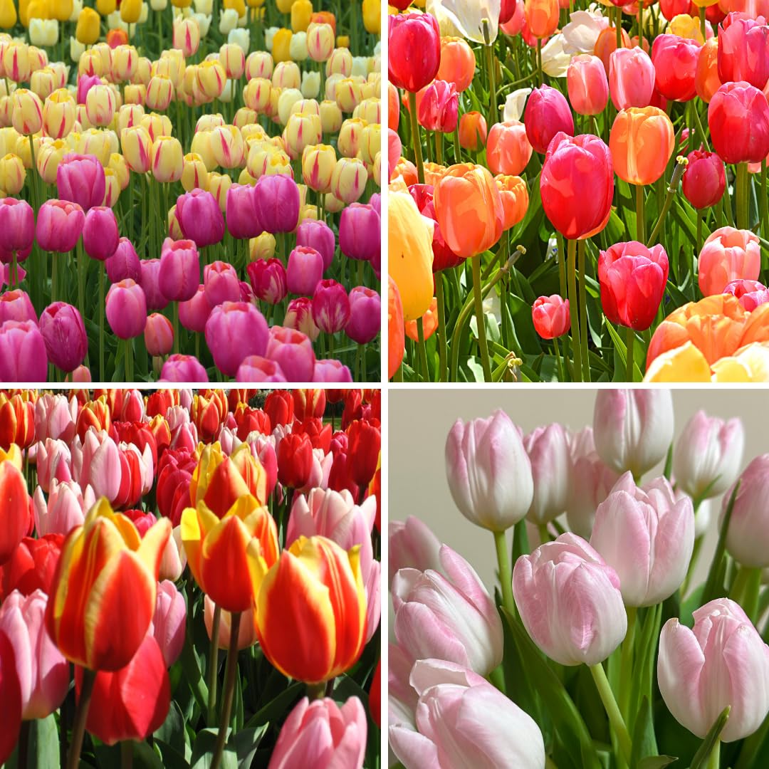 Set 10 Mixed Tulip Bulbs, Coloful Tulip for Spring Bloom, Outdoor Garden Planting