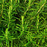 Rosemary Plant Live in Pot, Live Rosemary Plant, 8 Inches in Height, Fragrant Herb Plants