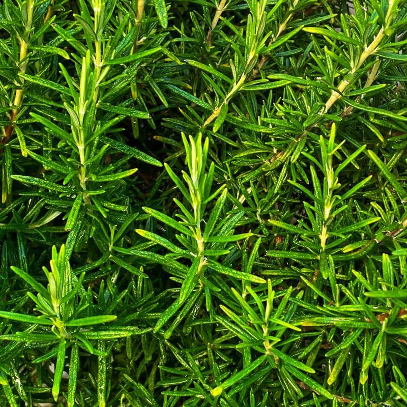 Rosemary Plant Live in Pot, Live Rosemary Plant, 8 Inches in Height, Fragrant Herb Plants