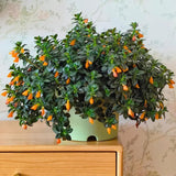 Trailing Goldfish Plants Live in 4" Pot, Goldfish Plant Live Houseplant, Live Indoor Plant for Home and Office Decoration, Well-Rooted, 4-7 Inches Tall