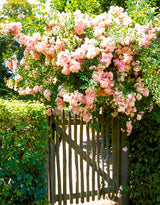 Climbing Roses Live Plants, Fragrant Climber Rose for Garden, 4 to 10 Inches Tall, Hybrid Tea Roses Bushes, Establish Root, Cut Back (Light Pink Rose)