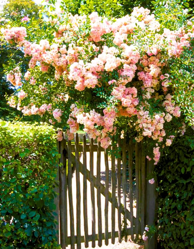 Climbing Roses Live Plants, Fragrant Climber Rose for Garden, 4 to 10 Inches Tall, Hybrid Tea Roses Bushes, Establish Root, Cut Back (Light Pink Rose)