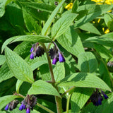Pack of 5 Live Bocking 14 Comfrey Roots, Comfrey Root Cuttings, Perennial Herb Root Cuttings for Outdoor Growing