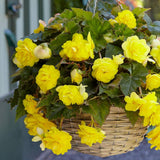Begonia Live Plant Outdoor, Can Grow As Weeping Begonia, Yellow Begonia, Fast-Growing, Easy-Care Flowering Plant for Gardens Containers, 5-9” Tall, No Pot, Begonia Maculata Plants