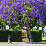 Blue Jacaranda Tree Live Plant, Flowering Jacaranda Mimosifolia 8–10 Inches Tall, Ornamental Outdoor Tree with Blue Purple Blooms