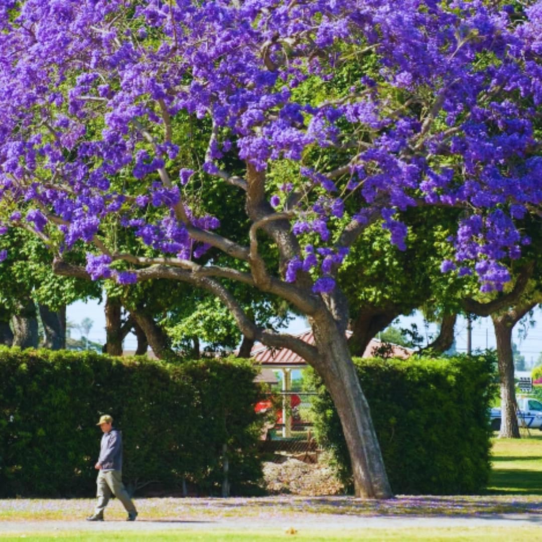 Blue Jacaranda Tree Live Plant, Flowering Jacaranda Mimosifolia 8–10 Inches Tall, Ornamental Outdoor Tree with Blue Purple Blooms