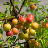 Pack 2 American Plum Trees Live Plants, Bareroots Dormant, 18-24 Inch Height, Plum Plants Live for Planting Outdoors, Plum Tree Plant