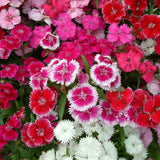 Set 8 Perennial Dianthus Mixed Plants Live, Dwarf Dianthus for Planting, No Pot