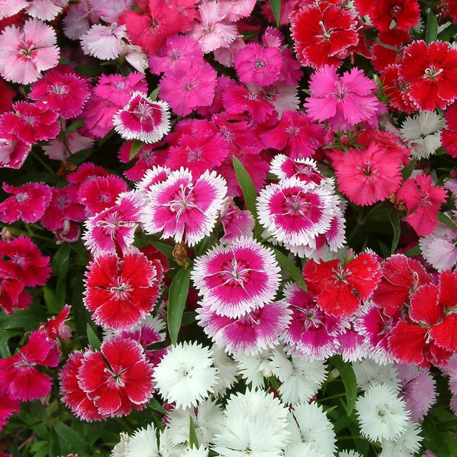 Set 8 Perennial Dianthus Mixed Plants Live, Dwarf Dianthus for Planting, No Pot
