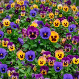 Pansy Live Plant, Pansies Plants Live, Mixed Color Pansies Flower Plants, 4-6 Inc in Height, 4 Inc Pot for Indoor Outdoor Gardening