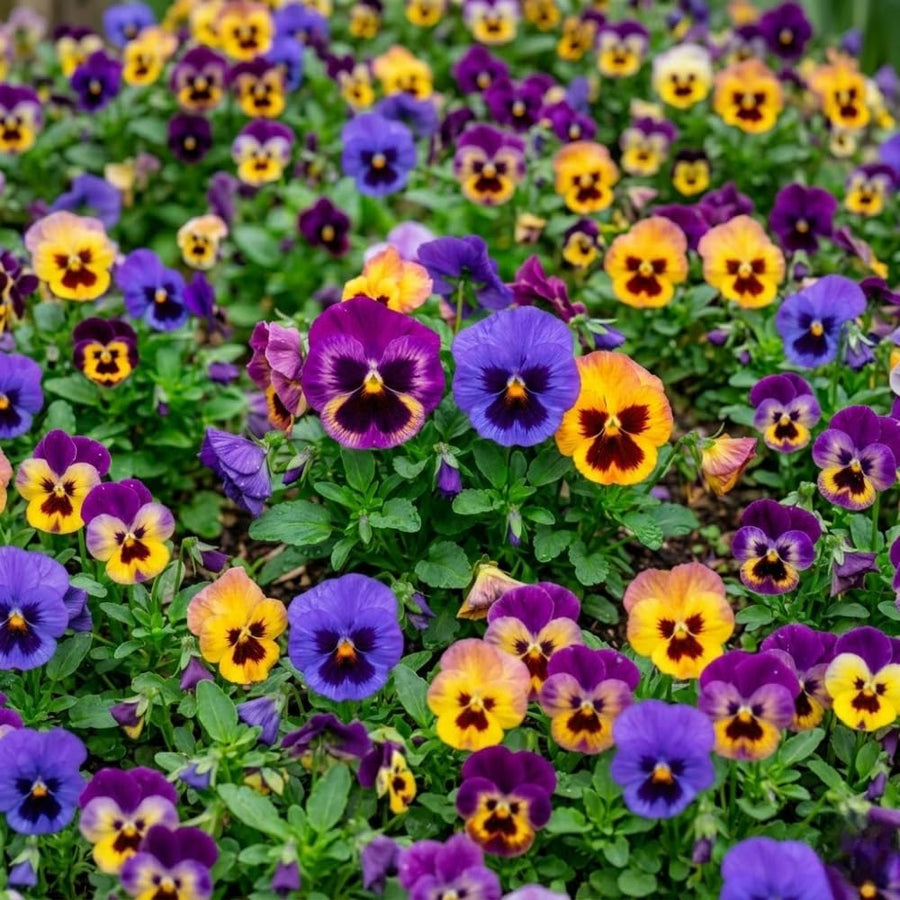 Pansy Live Plant, Pansies Plants Live, Mixed Color Pansies Flower Plants, 4-6 Inc in Height, 4 Inc Pot for Indoor Outdoor Gardening