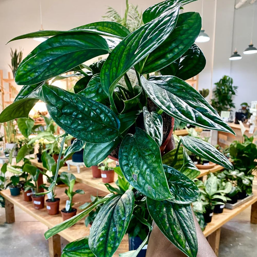 2 Monstera Plants Live, Swiss Cheese Philodendron Plant, Ornamental Tropical Well-Rooted, 4 to 5 Leaves for Indoor Houseplant (Monstera Dark Green)