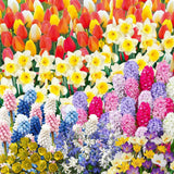 50 Top Size Mix Flower Bulbs for Spring Planting, Cold Hardy, Early Spring Blooms, Mixed Colorful Flower Bulb for Ground Cover Flowerbeds, Borders