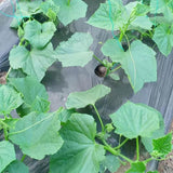 Set 2 Marketmore Cucumber Plants Live, Cucumber Live Plants, Vegetable Starter Plants, 4 Inc Long