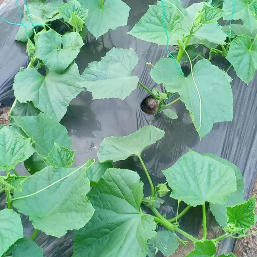 Set 2 Marketmore Cucumber Plants Live, Cucumber Live Plants, Vegetable Starter Plants, 4 Inc Long