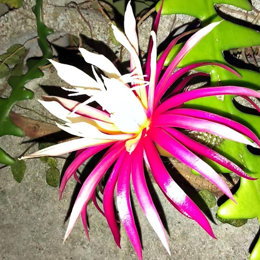 Fishbone Cactus Live Plant in Pot, Starter Epiphyllum Cactus for Hanging Basket Succulents Plant Live, 6-7" Tall in 2" Pot Houseplant Trailing Indoor
