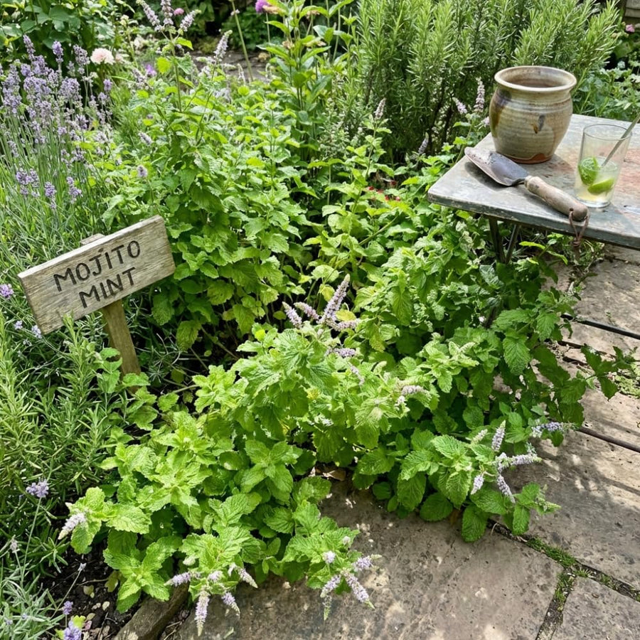 Mojito Mint Plant Live for Planting, Mint Herb Seedlings Well Rooted from 4 to 6 Inches Tall, Fragrant Leaves for Outdoor Garden