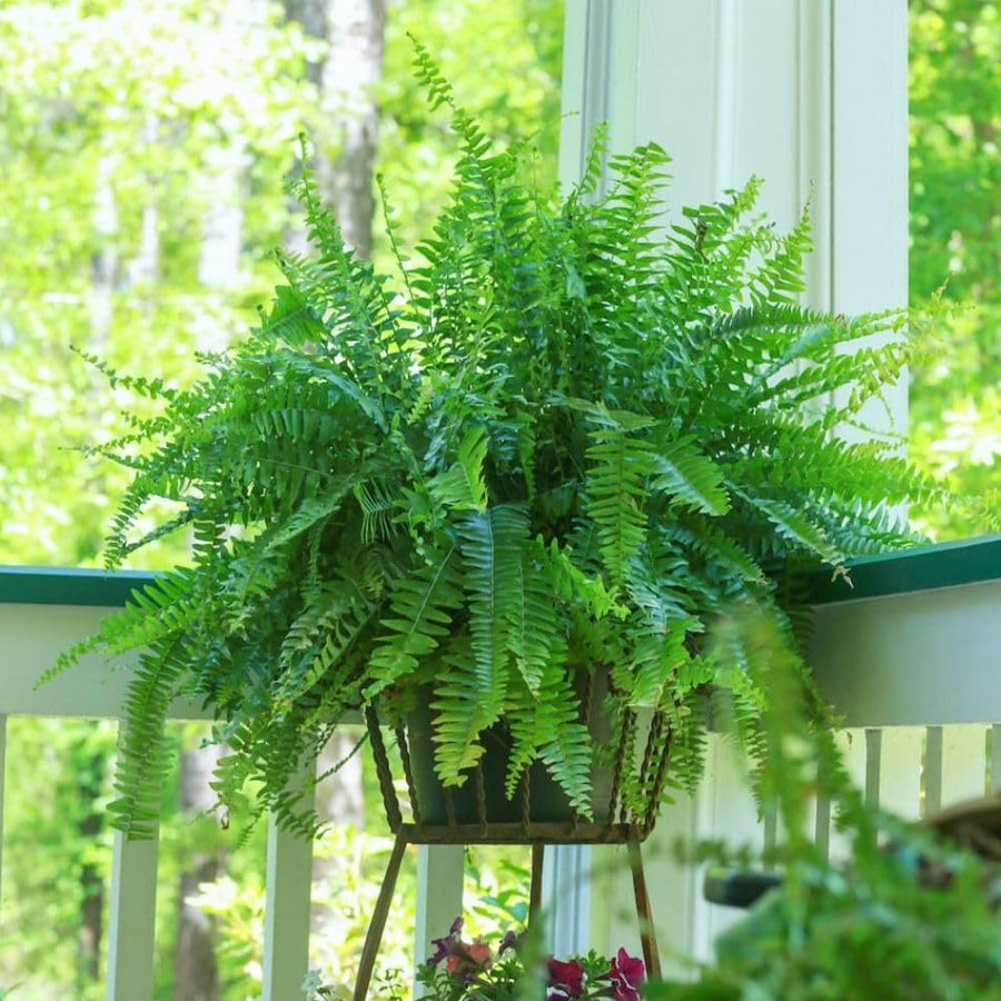 5 Lady Fern Rhizomes Plant, Fern Roots for Planting, Hardy Perennial Shade Garden Flowers