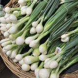 50+ American Flag Leeks Seeds, Vegetable Garden Seeds, Suitable for Backyard and Outdoor Planting