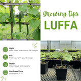 2 Loofah Plants Live, Luffa Plant Live, 4-8 Inc, 4 Inc Pot, Luffa Live Plant for Backyard Vegetable Garden