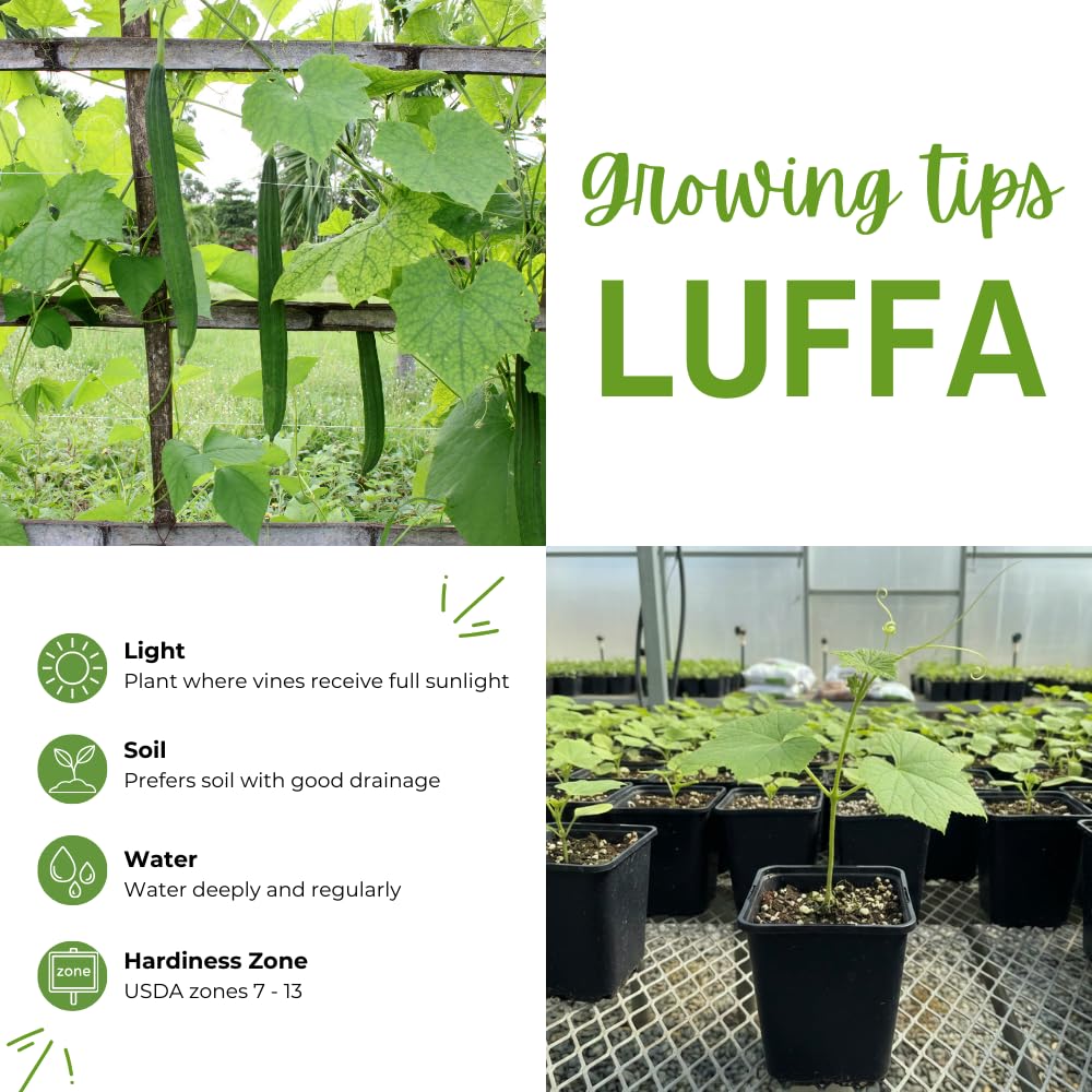 2 Loofah Plants Live, Luffa Plant Live, 4-8 Inc, 4 Inc Pot, Luffa Live Plant for Backyard Vegetable Garden