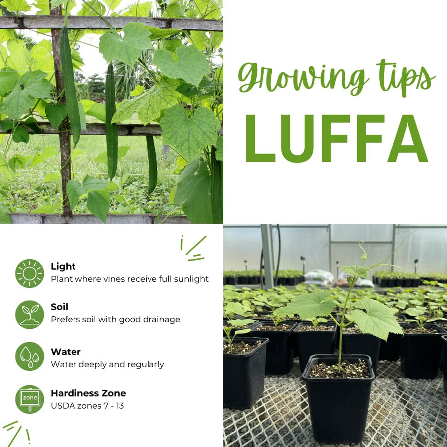 2 Loofah Plants Live, Luffa Plant Live, 4-8 Inc, 4 Inc Pot, Luffa Live Plant for Backyard Vegetable Garden