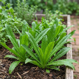 Culantro Plant Live, Culantro Plant, 3-5 Inc Tall, Edible and Fragrant Herbs, Indoor Outdoor Growing