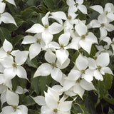 Kousa Dogwood Live Tree in Quart Pot, Flowering Ornamental Trees for Outdoor Garden, White Blooms Spring Tree 8-14 Inches Tall