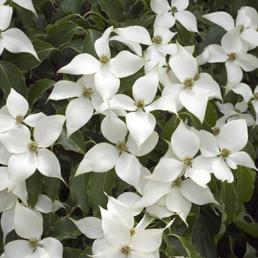 Kousa Dogwood Live Tree in Quart Pot, Flowering Ornamental Trees for Outdoor Garden, White Blooms Spring Tree 8-14 Inches Tall