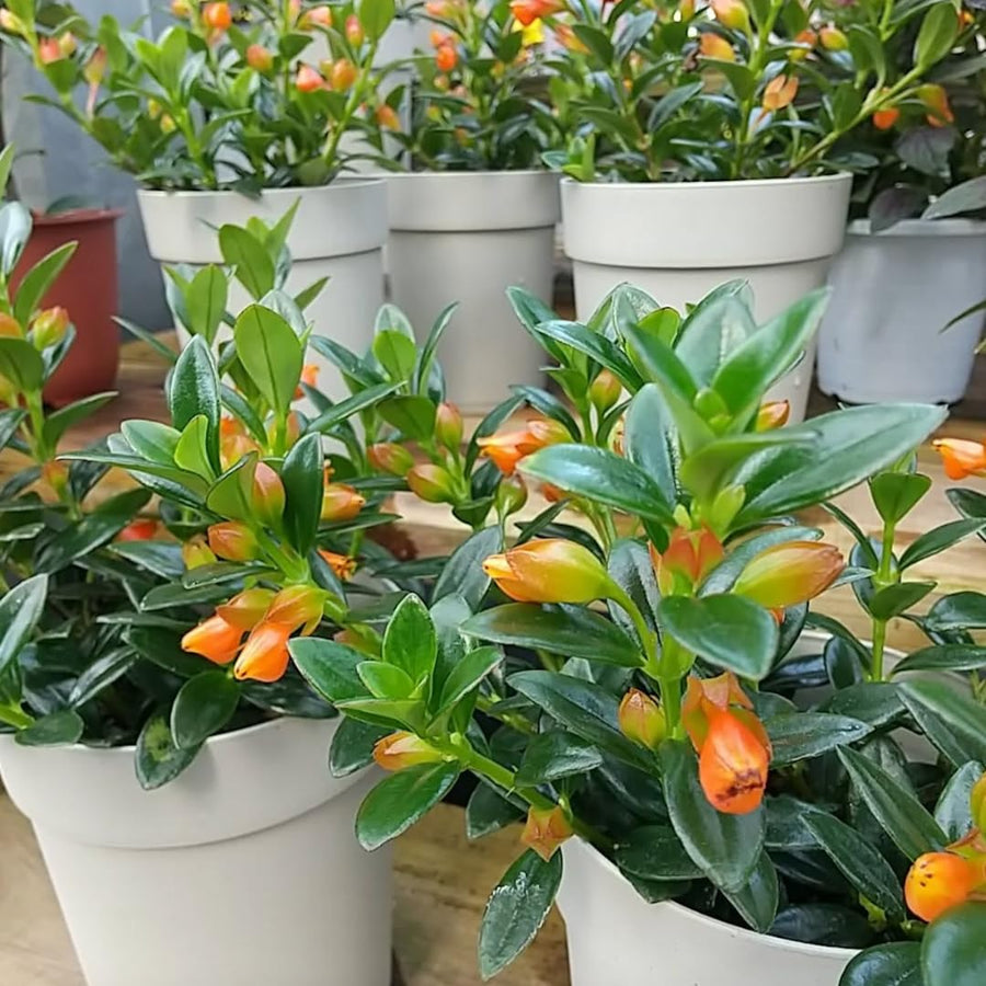 2 Goldfish Plants Live Houseplant, 4 Inch Potted Trailing Goldfish Vine with Orange Blooms, Ideal for Hanging Baskets or Home Décor